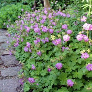 Geranium x cantabrigiense karmina