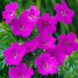 Geranium Tiny monster