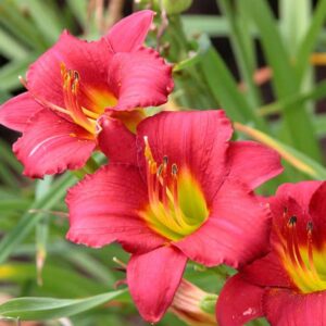 Hemerocallis red summer
