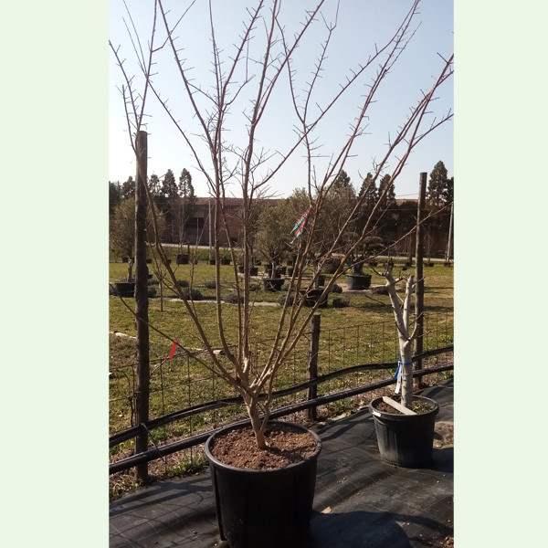 Lagerstroemia indica Virginia - immagine 2