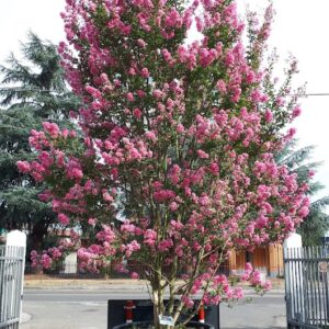 lagerstroemia indica hopi