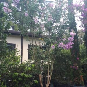 Lagerstroemia indica apalachee