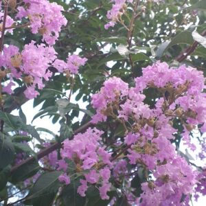 Lagerstroemia indica apalachee