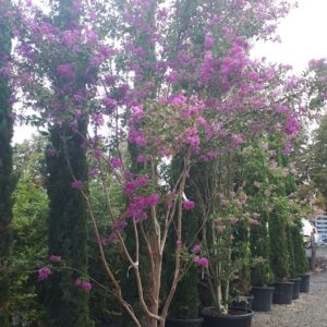 Lagerstroemia indica Virginia