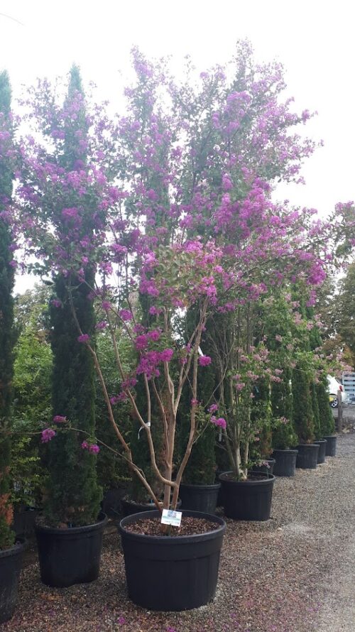 Lagerstroemia indica Virginia