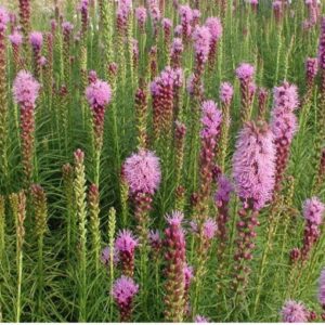 liatris spicata kobold