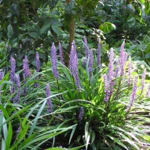 liriope muscari purple passion