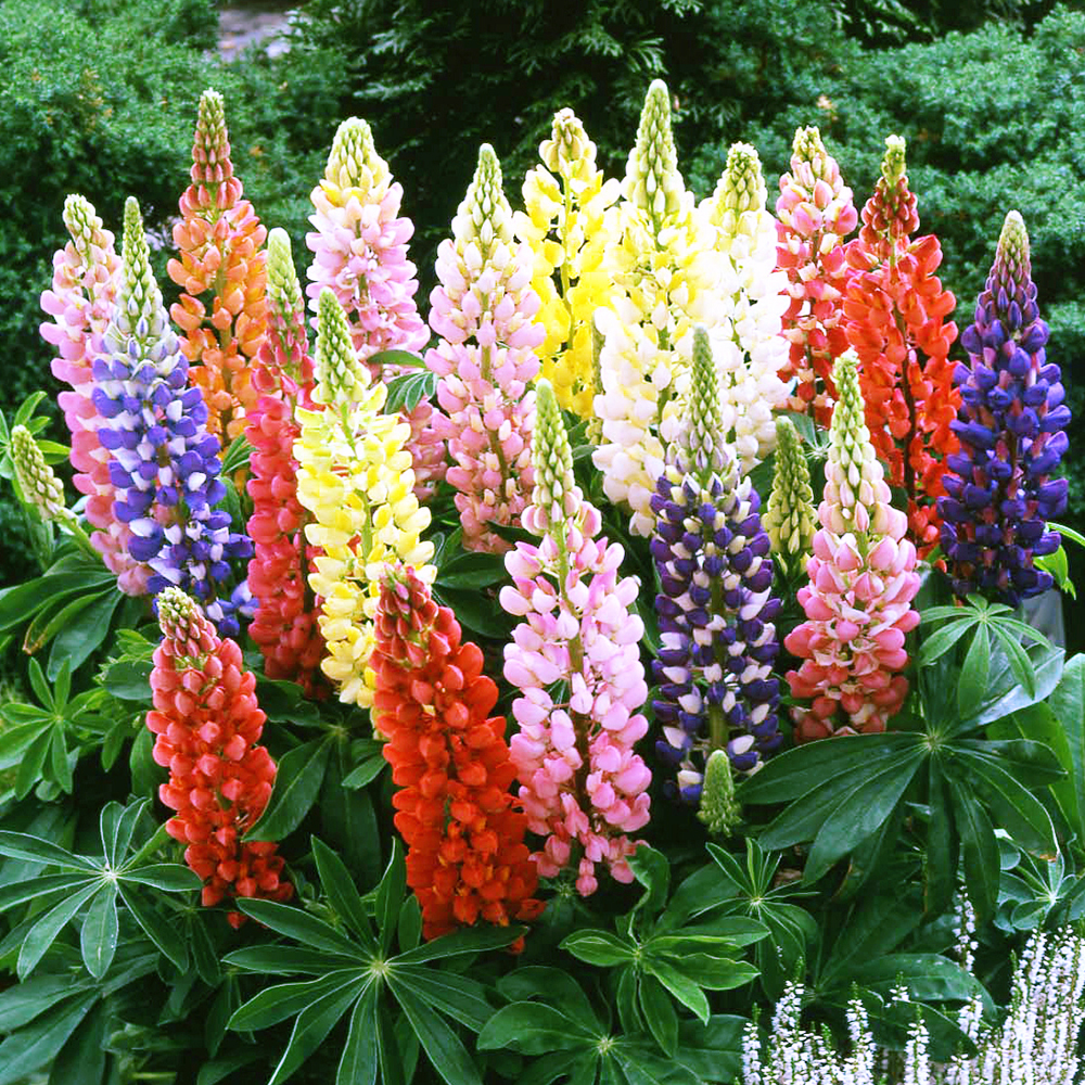 Lupino nano - Lupinus nanus russel