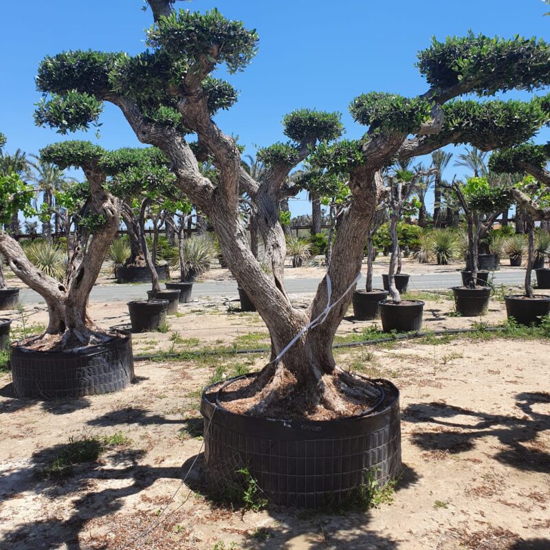 Olea arbequina ramificados