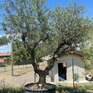 Olea arbequina ramificados