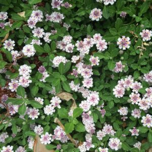 Phyla nodiflora