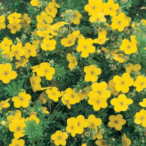 Potentilla neumanniana