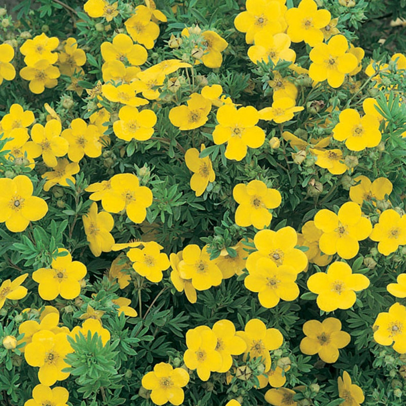 Potentilla neumanniana
