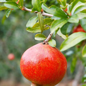 Punica Granatum Melograno Arbusto