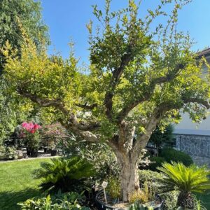 Punica granatum