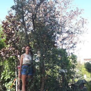 quercus suber