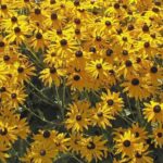 Rudbeckia fulgida goldsturm