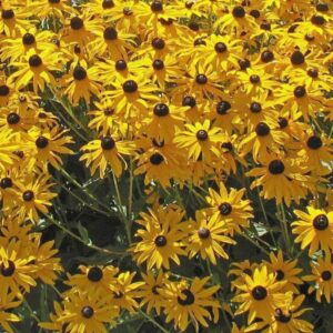Rudbeckia fulgida goldsturm