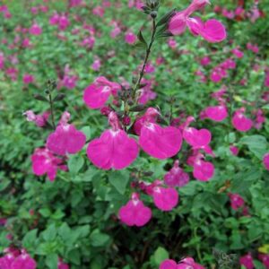 Salvia microphylla wild watermelon