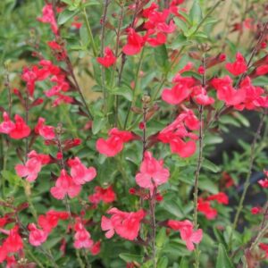 Salvia jamensis Flammen