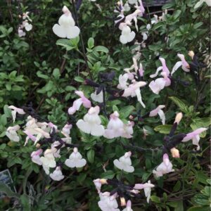 Salvia Heatwave glimmer