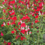 salvia hot lips