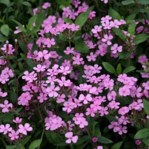 Saponaria ocymoides