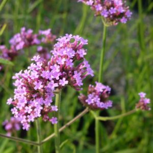 Verbena bonariensis