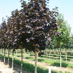 Acer Crimson King