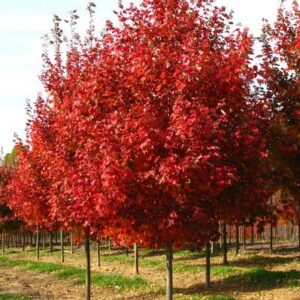 Acer rubrum