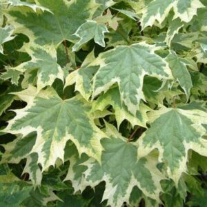 Acer platanoides drummondiii