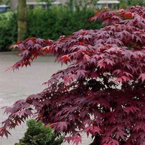 Acer palmatum 'bloodgood'
