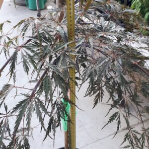 Acer dissectum atropurpureum
