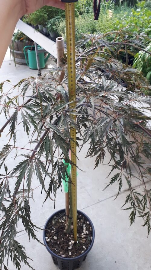 Acer dissectum atropurpureum