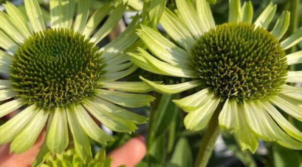 echinacea-purpurea-green-jewels Echinacea purpurea green jewels