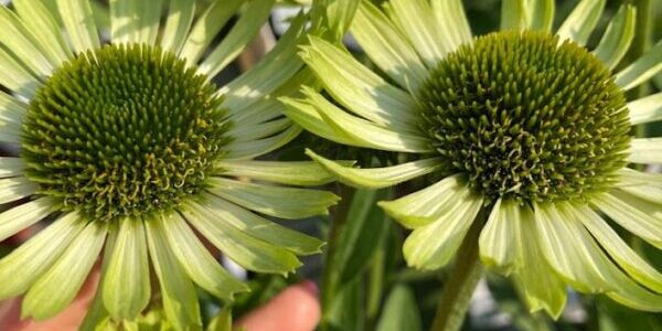 Echinacea purpurea green jewels