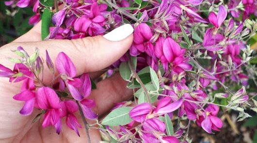 Lespedeza