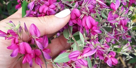 Lespedeza