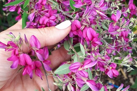 Lespedeza