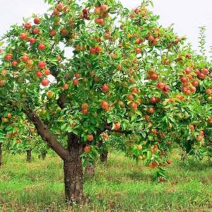 ALBERI DA FRUTTO