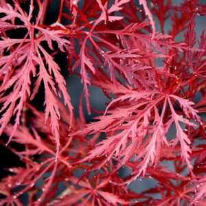 Acer palmatum dissectum stella rossa