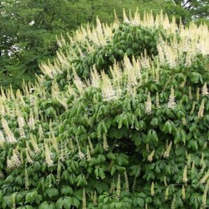 Aesculus parviflora