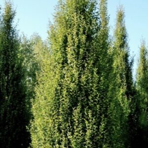 Crapinus betulus