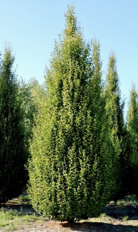 Crapinus betulus