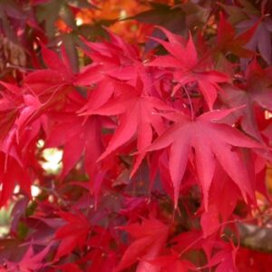 Acer corallinum
