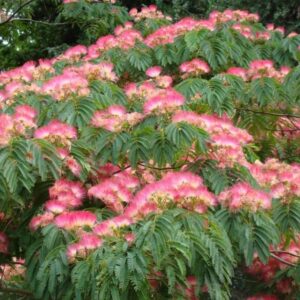 Albizia julibrissin
