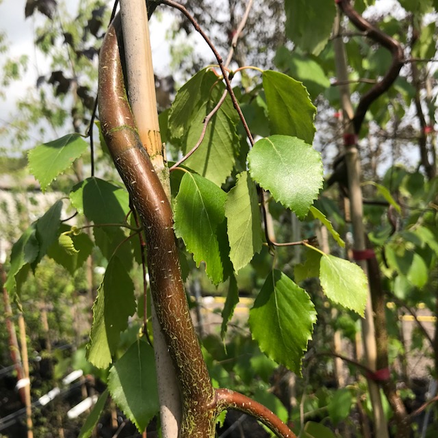 Betula Spider Alley