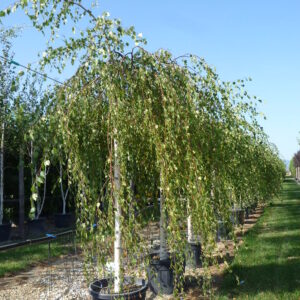 Betula alba