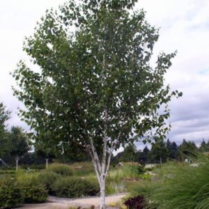 Betula utilis