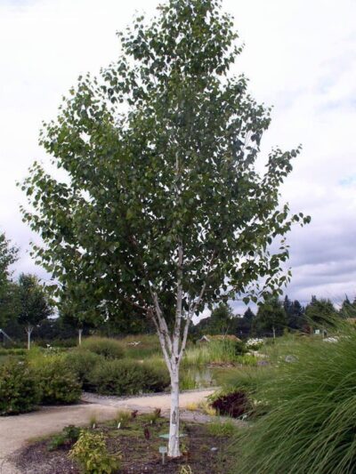Betula utilis